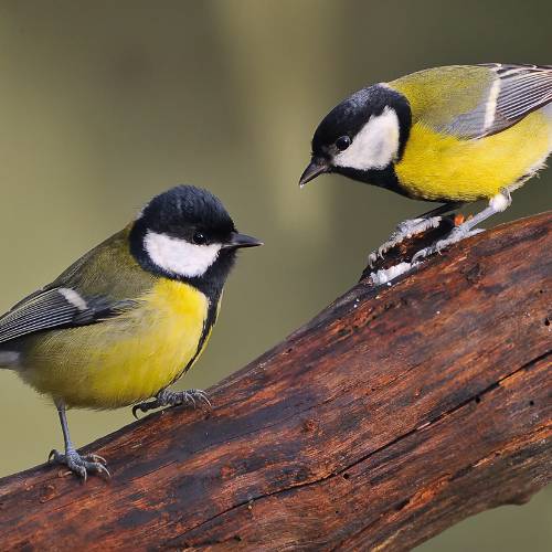 Yellow British Birds Identification And Fun Facts yellow-british-birds-identification-and-fun-facts